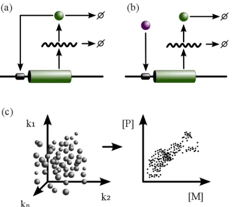 Fig 1. Genotype-phenotype mapping of gene regulation networks. (a): The auto-activation circuit (circuitI) consists of a single gene, whose protein product (P) binds the promoter region to activate the expression ofits own mRNA (M)