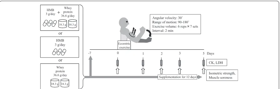 Fig. 1 Experimental protocol. Ingestion groups: HMB (3 g/day) and whey protein (36.6 g/day) group, HMB (3 g/day) group, and whey protein(36.6 g/day) group