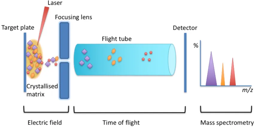 Figure 3.1 Schematic diagram of microbial identification by matrix assisted laser 