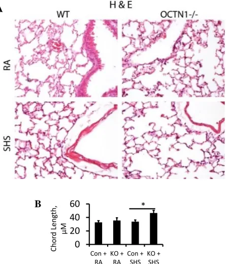 Figure 1.3: Histology of wildtype (WT) and silenced Octn1 (Octn1-/-) mouse lung exposed to room air (RA) and second-hand smoke (SHS)