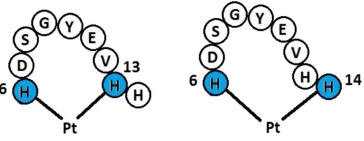 Figure 1.  Schematic of PtL (L = bipy or phen) binding to residues 6-14 of Aβ peptide 