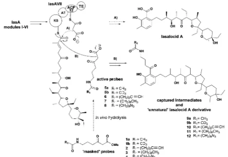 Fig. 1Polyketide intermediate capture by chemical probes 5–8: theseinterfere with the normal biosynthetic pathway (A) and undergo compe-titive decarboxylative Claisen condensation with KS-bound intermediatesto off-load them (B)