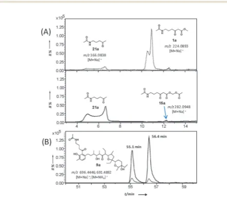 Fig. 2Comparative micro LC-HRMS analysis (Bruker MaXis UHR-ESI-TOF)of the organic extracts of S