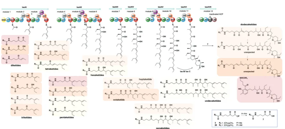 Fig. 3Overview of intermediates captured from S. lasaliensis ACP12 (S970A) via ester probes 3 and 20