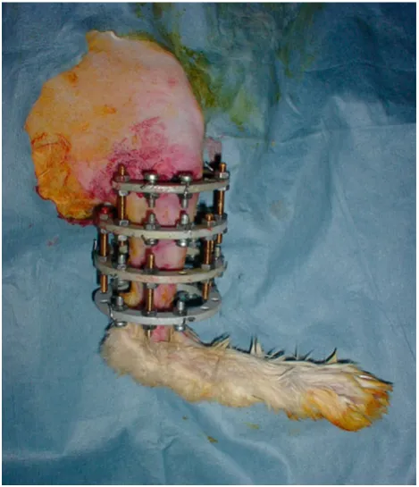 Fig. 1 Application of the circular external ﬁxator to the right tibia ofa rabbit