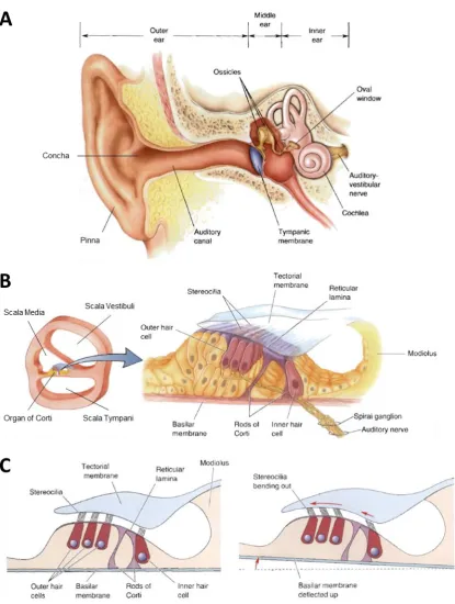 Figure 2.1: Peripheral Auditory System 