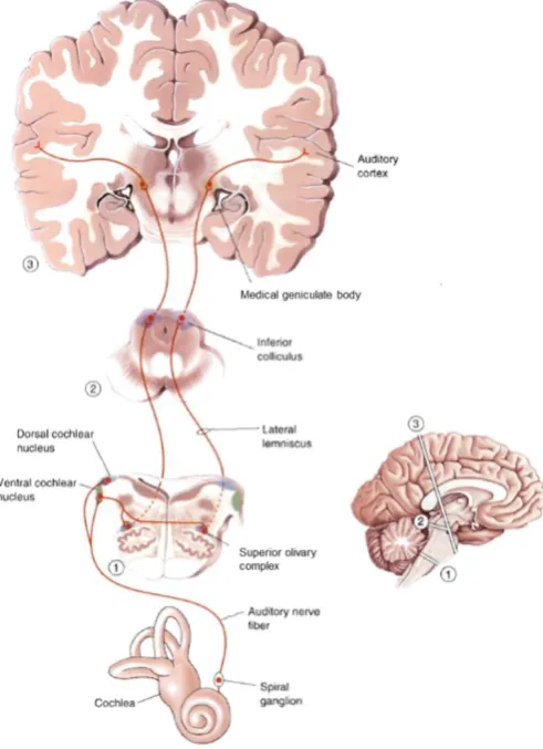 Figure 2.2: Central Auditory System 