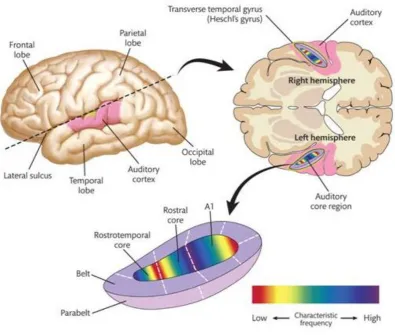 Figure 2.3: Auditory Cortex 