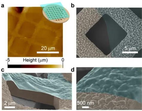 Figure 4 (a) 50 µm × 50 µm AFM image of part of the fabricated graphene TEM grid 