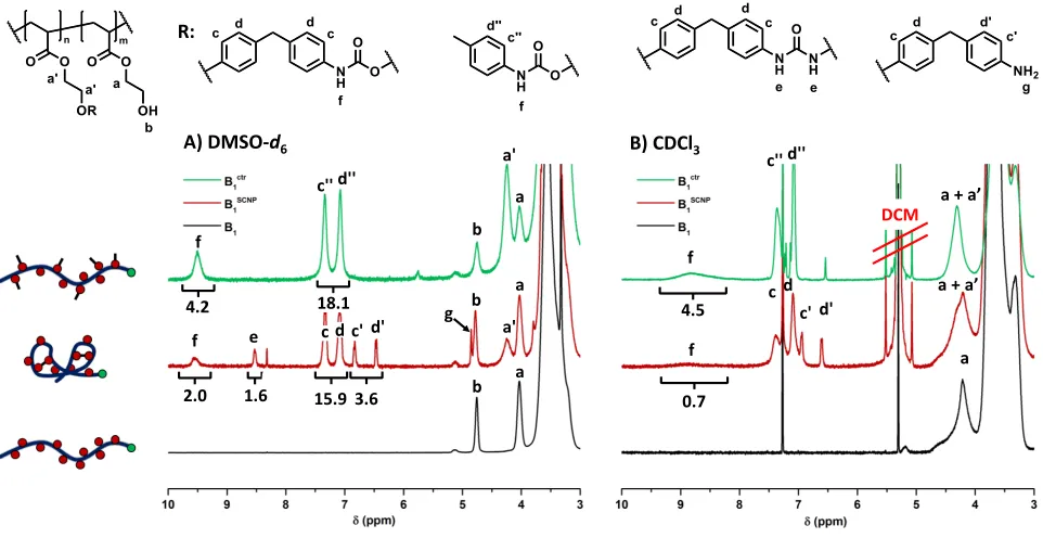 Figure 3. DSC curves of linear polymer B1, control polymer B1ctr and folded polymer B1SCNP