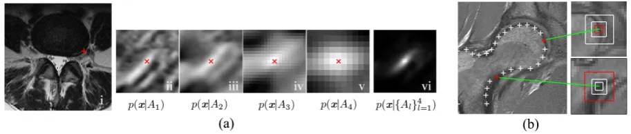 Figure 2: (a) i: A marked feature point (red cross); ii to v: Response maps from fourlevel local features in a LFP at the landmark