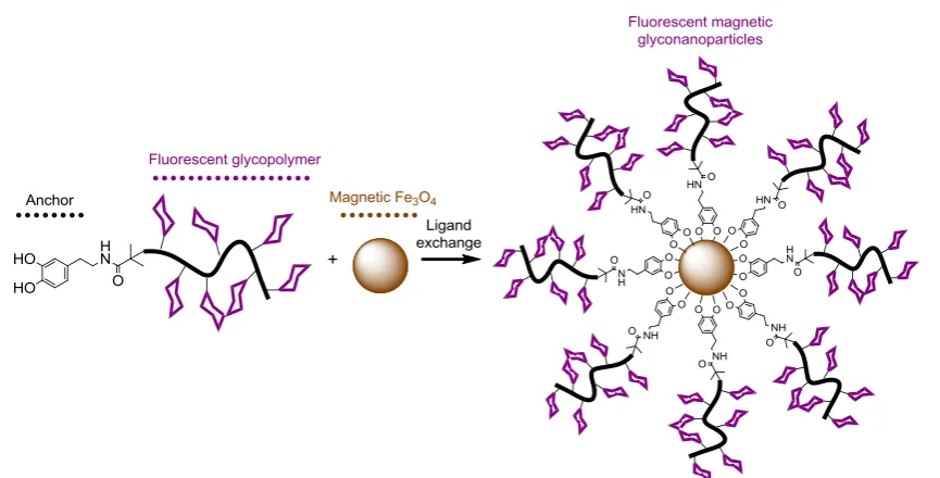 Figure 3 B. A part of the modified nanoparticles was separated 