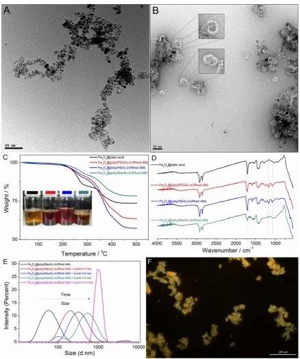 Figure 3. TEM images of Fe3O4@oleic acid (A) and Fe3O4@poly(HEA)-b-(Rhod AM) (B);TGA (C, the inset showed the suspension of Fe3O4 particles) and FTIR (D) of Fe3O4 particles coated with oleic acid or dopamine-terminal fluorescent polymers; DLS (E) results a