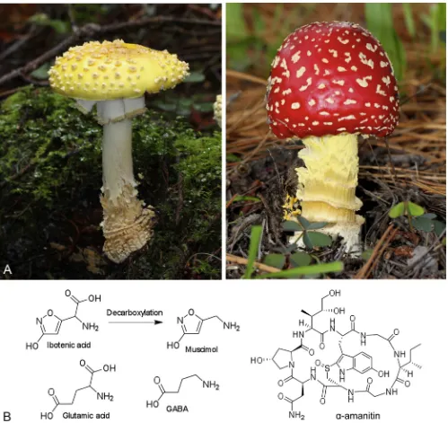 Fig. 8. A. Amanita muscaria toadstools demonstrating the range of colours and fruiting body shapes observed for this species