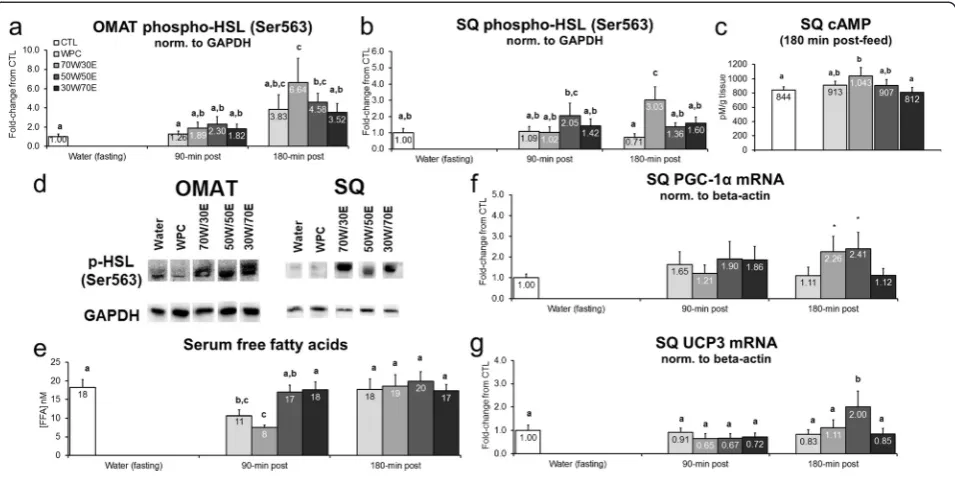 Figure 4 Effects of different proteins on post-treatment lipolysis markers.fatty acid concentrations ((OMAT) p-HSL (Ser563) (between-feeding differences are represented with different superscript letters (p < 0.05).(CTL n = 12 Legend: Effects of each prote