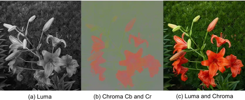 Figure 1. A subsampled, uncompressed 8-bit YCbCr (4:2:0) colour digital image showing (a) the Y (luma) channel, (b) the Cb and Cr (chroma) channels combined and (c) the image in which the constituent luma and chroma data is combined