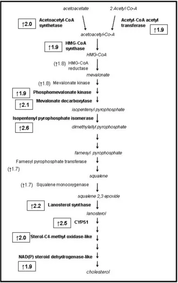 Figure 2pared to black miceGenes (in bold type) involved in cholesterol biosynthesis exhibiting elevated expression (p < 0.05) in 180-day LY mice as com-Genes (in bold type) involved in cholesterol biosynthesis exhibiting elevated expression (p < 0.05) in 