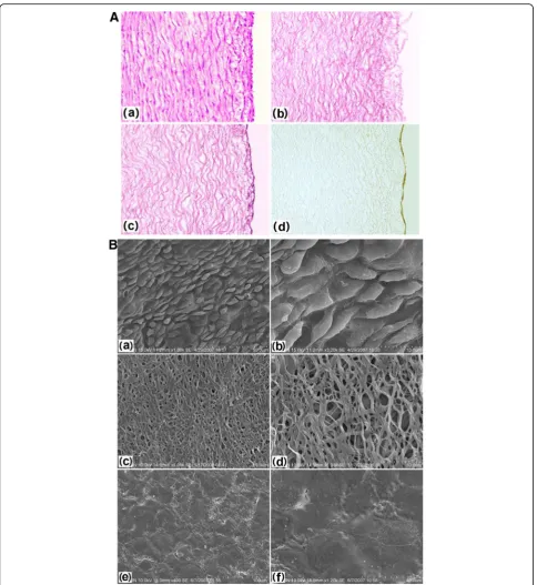 Fig. 3 Histological and immunohistochemical staining and scanning electron microscopy of specimens.ehigh magnification;layer; A: a, histological staining of fetal pigaorta; b: histological staining of decellularized aortae of fetal pigs (DAFPs); c: histolo