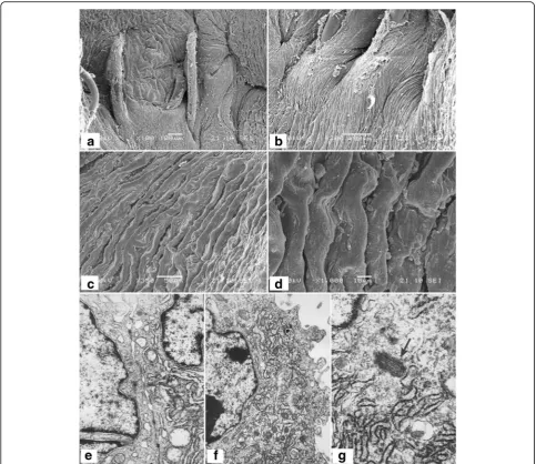 Fig. 7 Electron microscopy of tissue-engineered vascular grafts at 6 months post-implantation