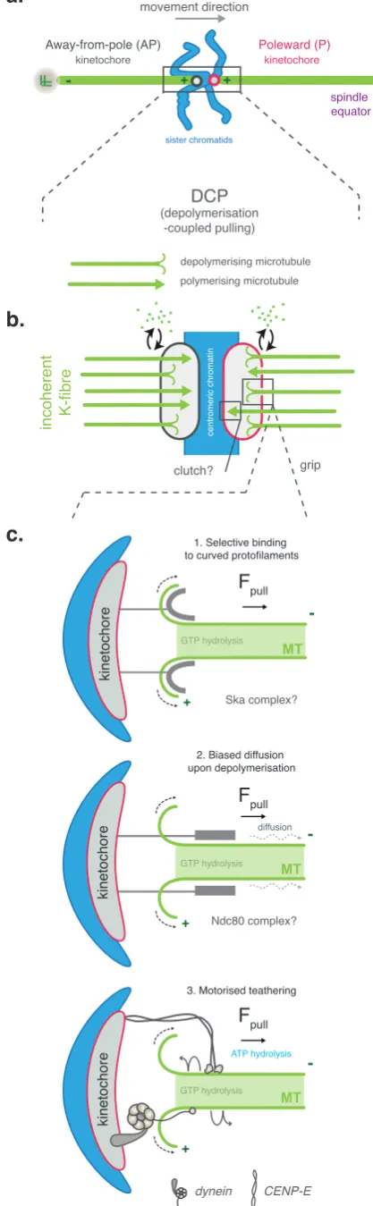 Figure 4: Mechanics of depolymerisation-coupled pulling