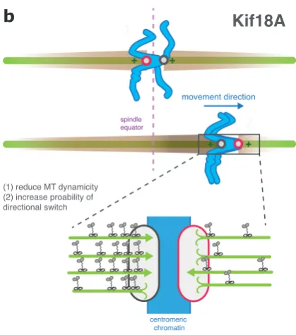 Figure 6: Biased congression towrds the spindle equator