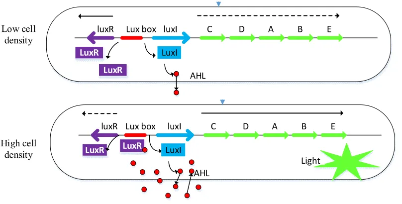 Figure 3.3 The LuxI/LuxR QS system. 