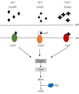 Figure 3.4 QS system in V. harveyi. 