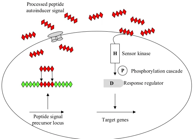 Figure 3.5 A general model for peptide-mediated QS in gram-positive 