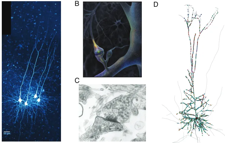 Figure 1.1: Cortical neurons, chemical synapses, and distributed inputs.pyramidal neurons ﬁlled with ﬂuorescent dye