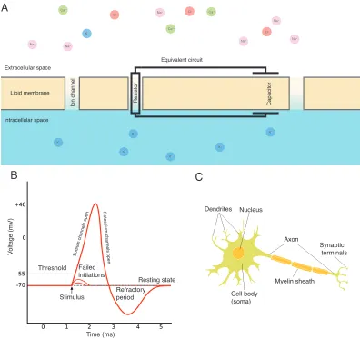 Figure 1.2: Basic neuronal physiology.of an action potential. Stimulus below the threshold fails to initiate an ‘all-or-nothing’ ac-tion potential