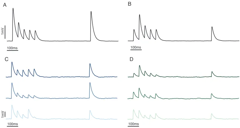 Figure 1.5: Short-term synaptic plasticity. Simulated EPSPs showing eﬀects of vesicle50 trials, showing the typical eﬀects of depression and facilitation.depletion depression (left) and facilitation (right)
