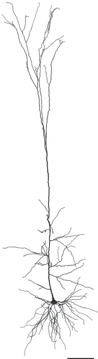 Figure 1.7: Thick-tufted Layer V pyramidal cell. Scale bar 100from (Hay et al. 2011), with all dendritic radii increased by 0µm