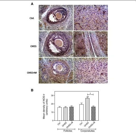 Figure 5 NOS immunoreactivity in control and treated rat ovaries. (A) Representative ovarian sections showing the immunolocalization ofNOS from: upper panel: a control rat; middle panel: a OSSH rat; and lower panel: a OHSS+MET rat