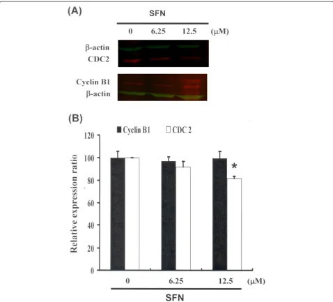 Figure 3 Cell cycle arrest by SFN in PA-1 cells via inhibition of CDC2. Cells were treated with SFN followed by (A) western blot analysis(B) quantification of intensities by Li-COR near infrared imaging system