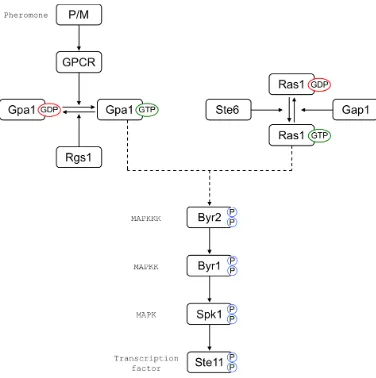 Figure 1.3: Pheromone response pathway of S. pombe. Mating-type speciﬁcreceptors detect nearby compatible partners by pheromone concentration gra-dients