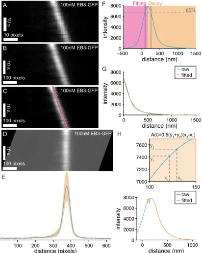 Figure 4.4: Comet Shape Analysis - Fitting and Averaging: (A) Kymograph showing a lineargrowth segment, 100 nM EB3-GFP