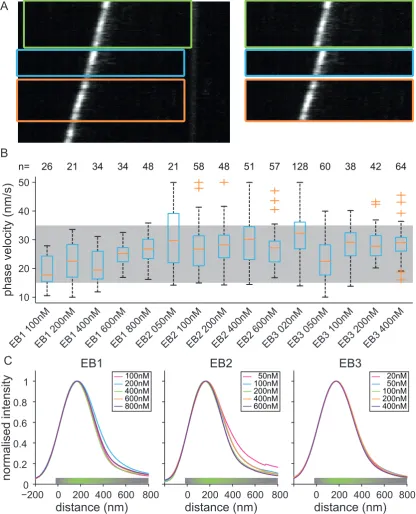 Figure 4.5:Parameters and Individual EB Shape analysis:(A) Example EB3-GFPkymograph. Coloured boxes show the cropped regions of interested of linear growth phases.(B) Box plots of velocity distributions of selected cropped linear growth phases, together wi