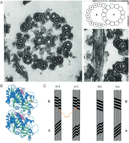 Figure 1.1: Basic Microtubule Structure: (A) End on EM images showing how microtubulesare arranged in cilia