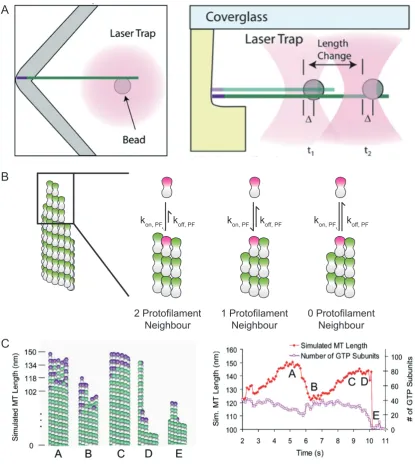 Figure 1.3: 2D Model as proposed by Gardner et al. (2011) (A) Left: Top view and Right: sideview of a schematic of the laser tweezers experiment