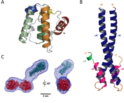 Figure 1.4: Cartoon representation of EB Structure (A) Crystal structure of the CH domain ofEB1, showing the six α helices that comprise the CH domain in differing colours