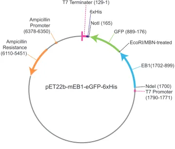 Figure 2.1:EB1 pET22b vector:Vector showing the ﬁnal vector for mouse EB1 with aC-terminal GFP and 6xHis tag