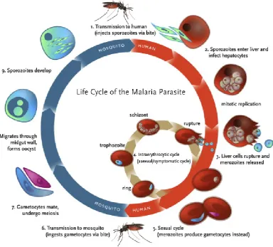 Figure 1.1: A schematic illustration of the lifer-cycle of P. falciparum (source: Klein[2013])
