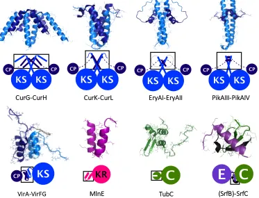 Figure 1.2: Structures of docking domains and COM domains from the followingPDB coordinates: 4MYY, 4MYZ, 1PZR, 3F5H, 2N5D, 5D2E (single protomershown), 2JUG (single protomer shown from a dimeric species), 2VSQ (mimic ofa COM domain interaction).
