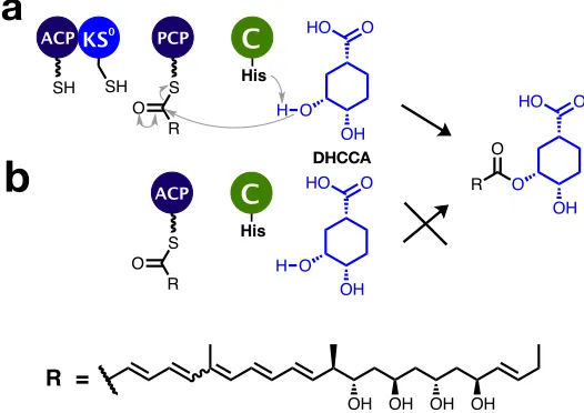 Figure 2.1: Stages preceding chain release in enacyloxin PKS-NRPS. a) Theproposed chain release pathway, b) an equivalent biosynthetic pathway withoutKS0 and PCP domains.