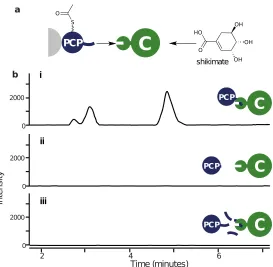 Figure 2.8: a) Schematic representation of the condensation assay. b) E.I.Ccorresponding to the sodiated adduct of acetylated shikimate for the assay withthe C domain, shikimate and either, i) acetyl-PCP-COM2C, ii) truncated acetyl-PCP, iii) acetyl-PCP-COM2C with a tenfold excess of COM2C peptide.