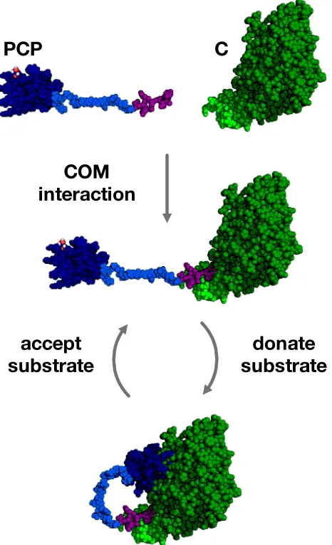 Figure 2.12: Representation of the domain oragnisation of PCP-COM2C andCOM2N-C from enacyloxin PKS-NRPS
