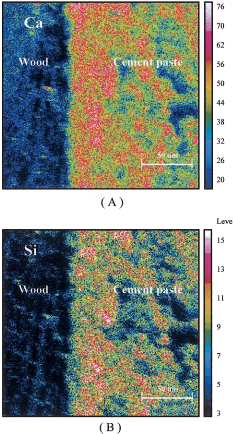 Fig. 4. SEM micrograph of tracheid lumen ﬁlled with hydration prod-paste. ucts near the wood–cement interface of OPC � exploded WFS �MgCl2 (4%)