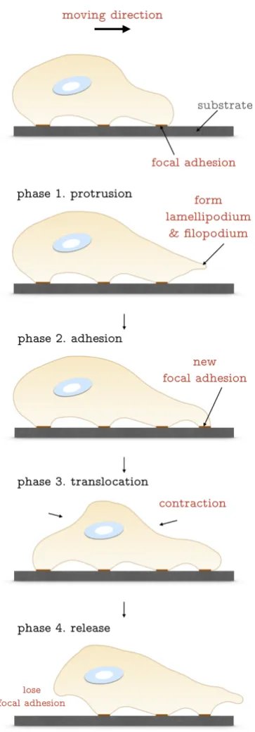 Figure 1.1: Schematic diagram of cell locomotion. The moving direction in this caseis towards right
