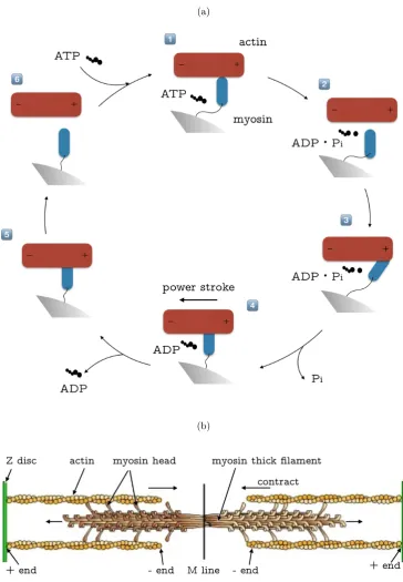 Figure 1.2: (a) Schematic diagram of the myosin conﬁguration cross-bridge model.In the cyclic model, the actin molecule slides from right to left