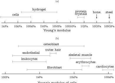 Figure 1.3: (a) Young’s modulus of di↵erent bio-materials (adapted from [4]). (b)